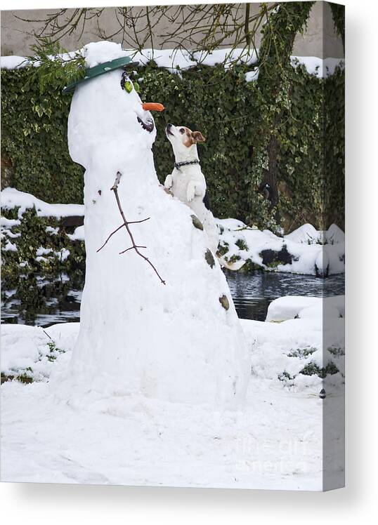 Dog Canvas Print featuring the photograph Jack Russell Stealing Carrot by Brian Bevan