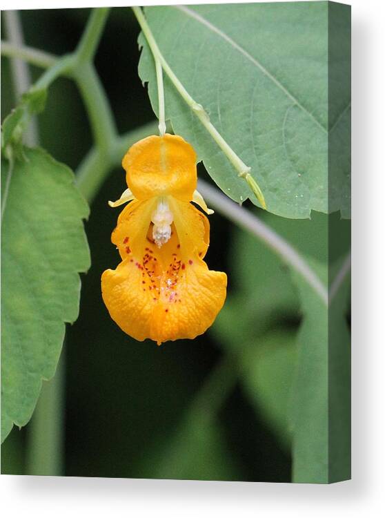 Jewel Weed Canvas Print featuring the photograph Jewel Weed blossom by Doris Potter