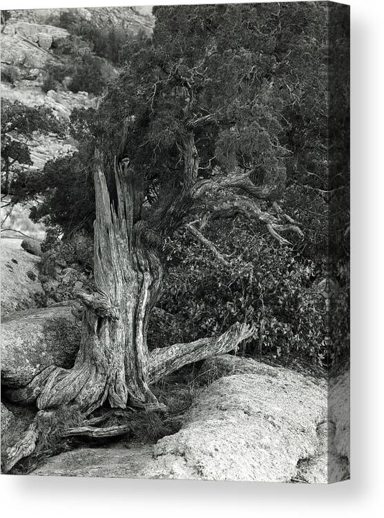 American West Canvas Print featuring the photograph Juniper Stump by Richard Smith