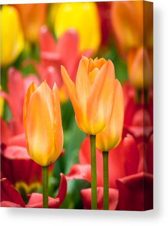 Flowers Canvas Print featuring the photograph Just Peachy by Bill Pevlor