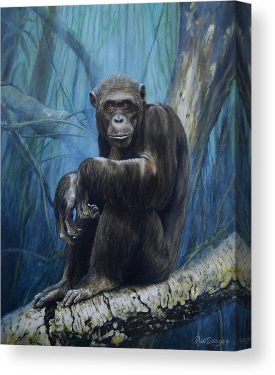 Chimp Canvas Print featuring the painting Keeper of the Congo by Dreyer Wildlife Print Collections 