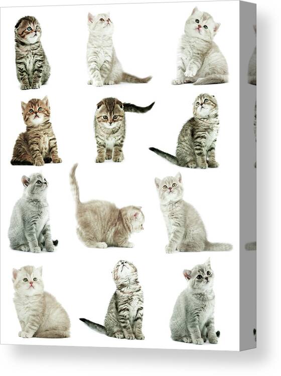 Pets Canvas Print featuring the photograph Kittens by Loops7