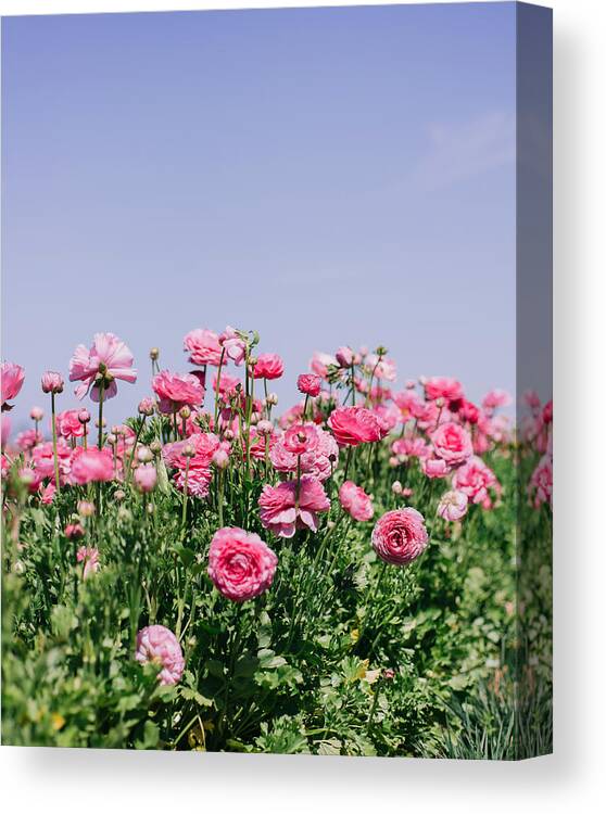 Flower Canvas Print featuring the photograph La vie en rose by Nastasia Cook