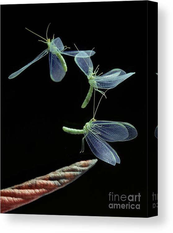 Flash Canvas Print featuring the photograph Lacewing Taking Off by Stephen Dalton