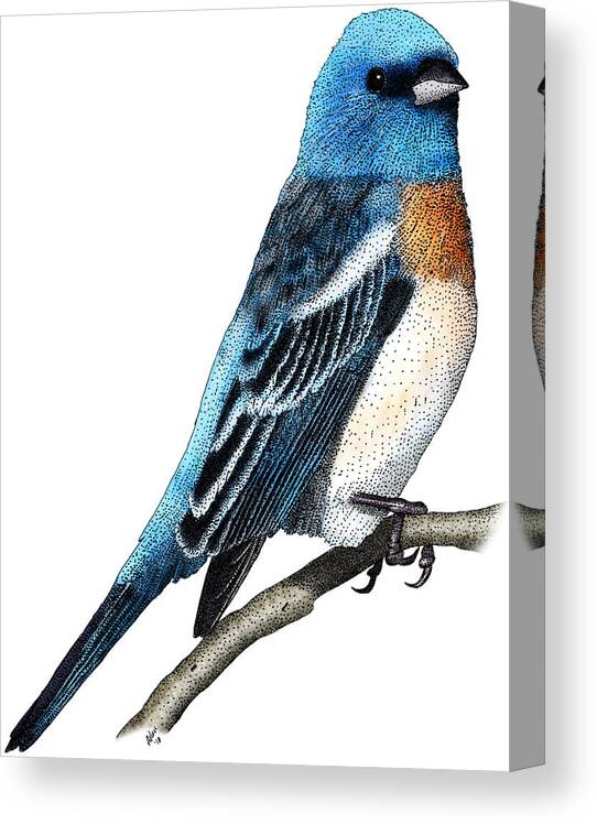 Illustration Canvas Print featuring the photograph Lazuli Bunting by Roger Hall