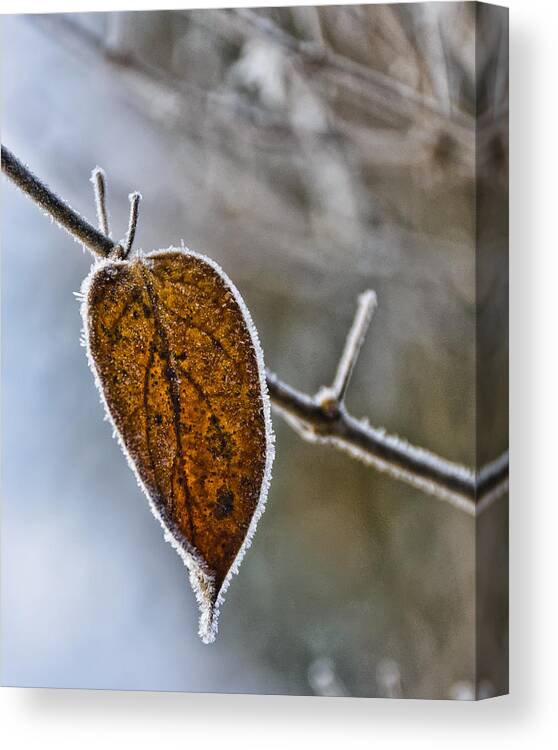 Minneapolis Canvas Print featuring the photograph Leaf Trimmed in Frost by Betty Eich