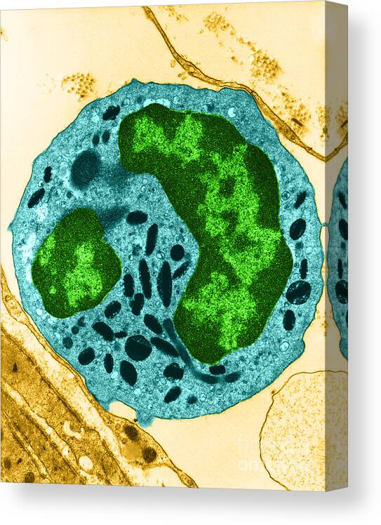 Microscopy Canvas Print featuring the photograph Leukocyte, Tem by David M. Phillips