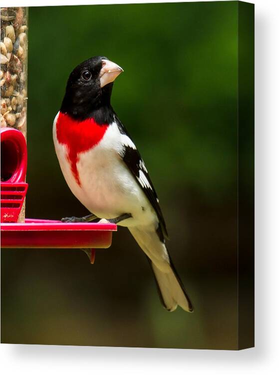 Rose Breasted Grosbeak Canvas Print featuring the photograph Like my new suit? by Robert L Jackson
