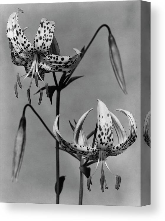 Flowers Canvas Print featuring the photograph Lilium Bellingham by Herman V. Wall