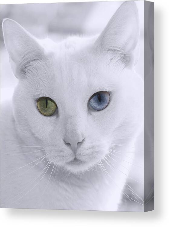 Feline Canvas Print featuring the photograph Lillie by Denise Beverly