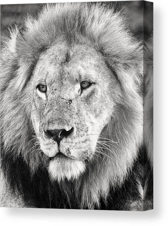 3scape Canvas Print featuring the photograph Lion King by Adam Romanowicz