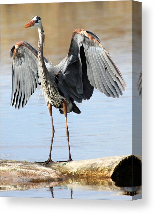 Great Blue Heron Canvas Print featuring the photograph Log Hog by Shane Bechler