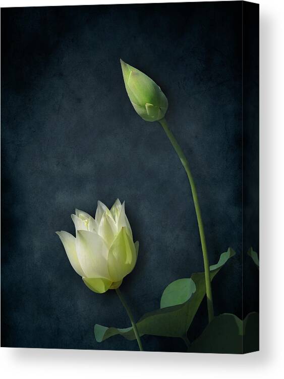 Nature Canvas Print featuring the photograph Lotus Bud and Bloom by Deborah Smith