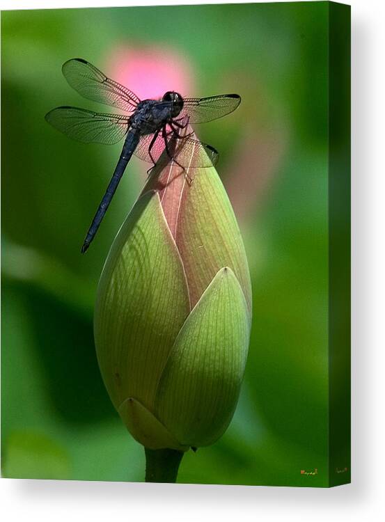 Lotus Bud Canvas Print featuring the photograph Lotus Bud and Slatey Skimmer Dragonfly DL006 by Gerry Gantt