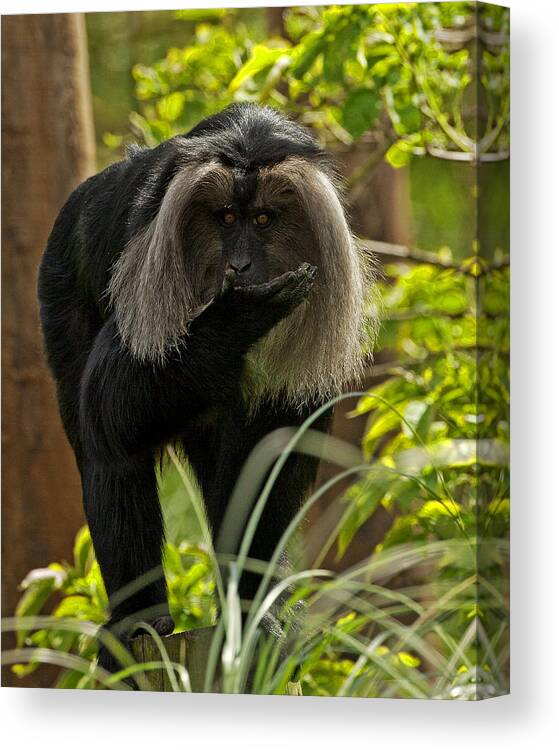Ape Canvas Print featuring the photograph Love you to. by Paul Scoullar