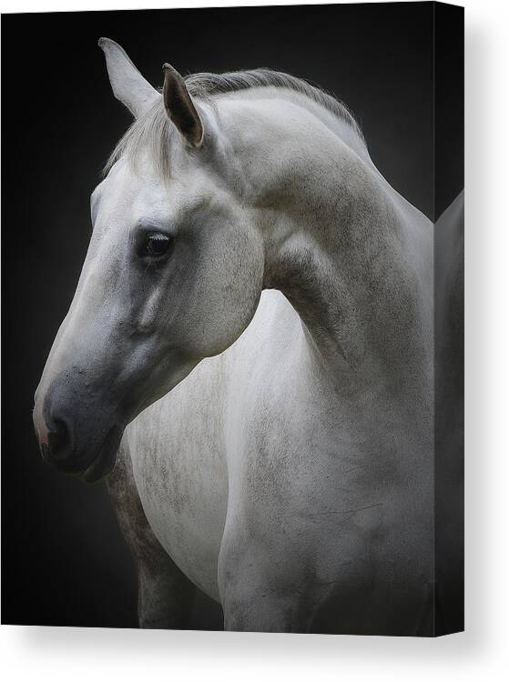 Horse Canvas Print featuring the photograph Maggie by Avishai Avivi