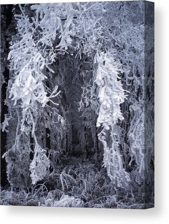 Beautiful Canvas Print featuring the photograph Magic winter forest by Ulrich Kunst And Bettina Scheidulin