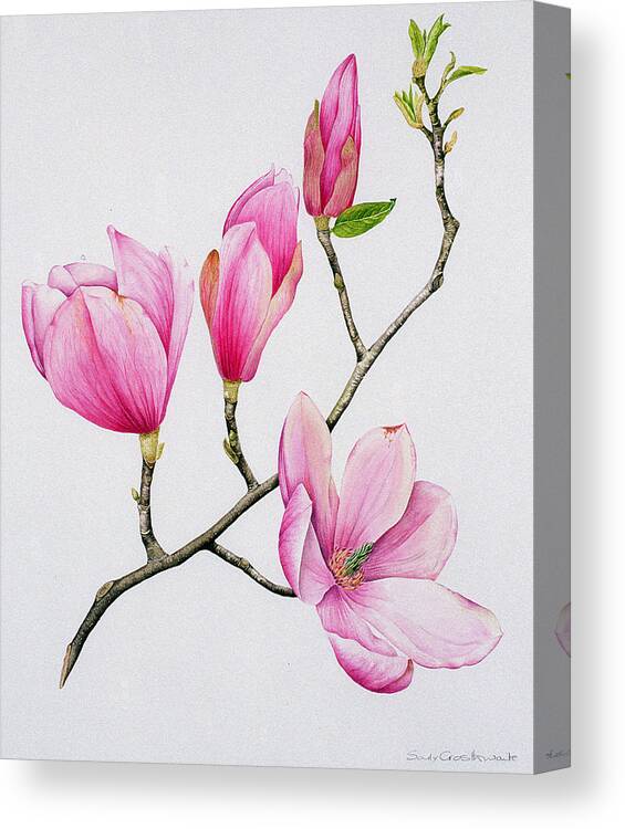 Magnolia Canvas Print featuring the painting Magnolia by Sally Crosthwaite