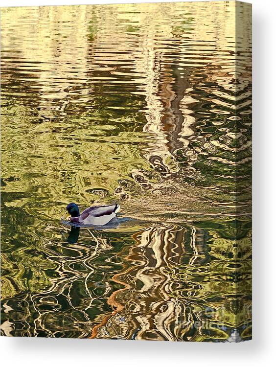 Anas Platyrhynchos Canvas Print featuring the photograph Mallard Painting by Kate Brown