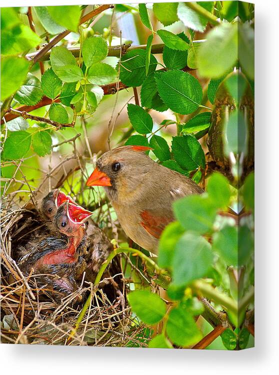 Cardinal Canvas Print featuring the photograph Mama Bird by Frozen in Time Fine Art Photography