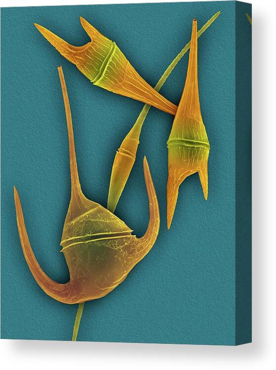 24991b Canvas Print featuring the photograph Marine Dinoflagellates (ceratium Spp.) by Dennis Kunkel Microscopy/science Photo Library