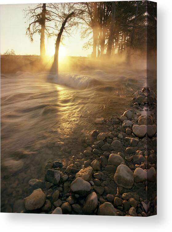 Medina River Canvas Print featuring the photograph Medina River at Sunrise by Mark Langford