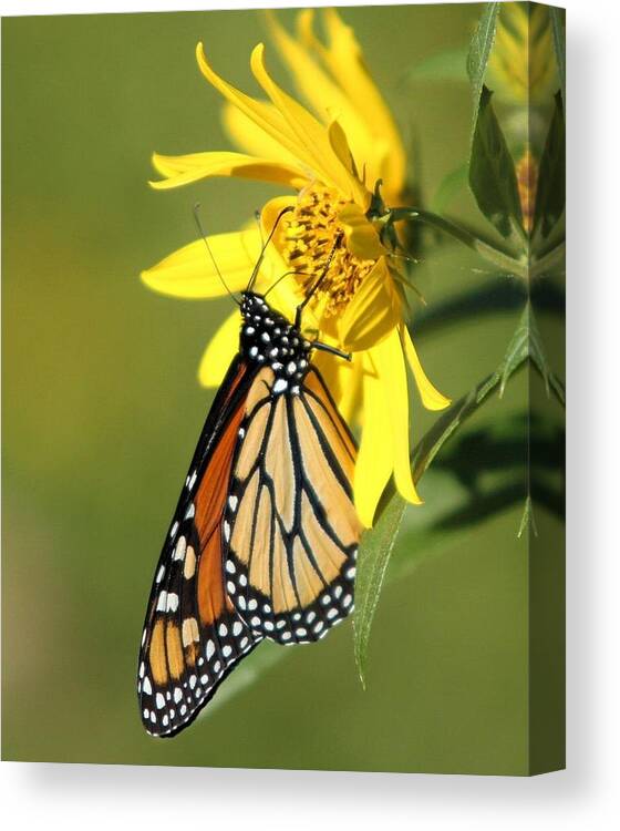 Monarch Butterfly Canvas Print featuring the photograph Monarch on Jerusalem Artichoke by John Dart