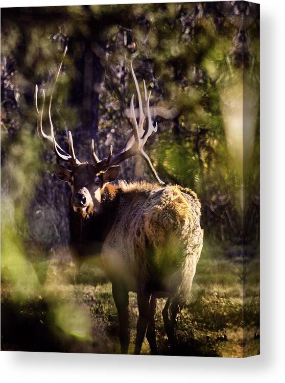 Royal Bull Elk Canvas Print featuring the photograph Monarch Through the Leaves by Michael Dougherty