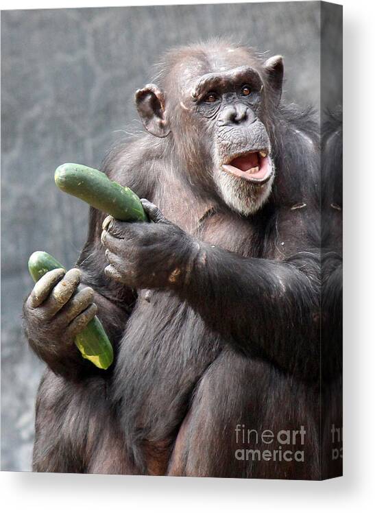 Chimpanzee Canvas Print featuring the photograph More Cucumbers by Cheryl Del Toro