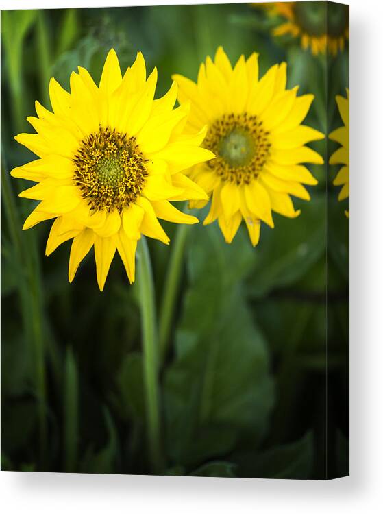 Canon Canvas Print featuring the photograph Morning Balsamroot by Jon Ares