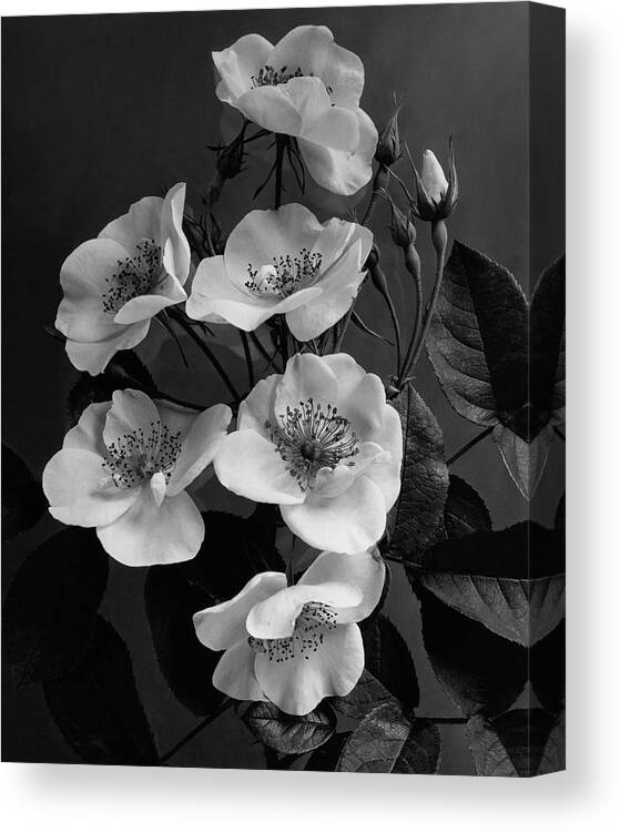 Flowers Canvas Print featuring the photograph Moschata Alba by J. Horace McFarland