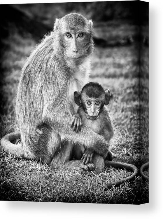 3scape Canvas Print featuring the photograph Mother and Baby Monkey Black and White by Adam Romanowicz
