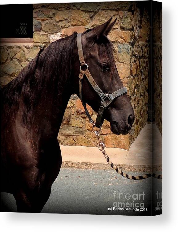 Horse Canvas Print featuring the photograph Ms.America by Rabiah Seminole