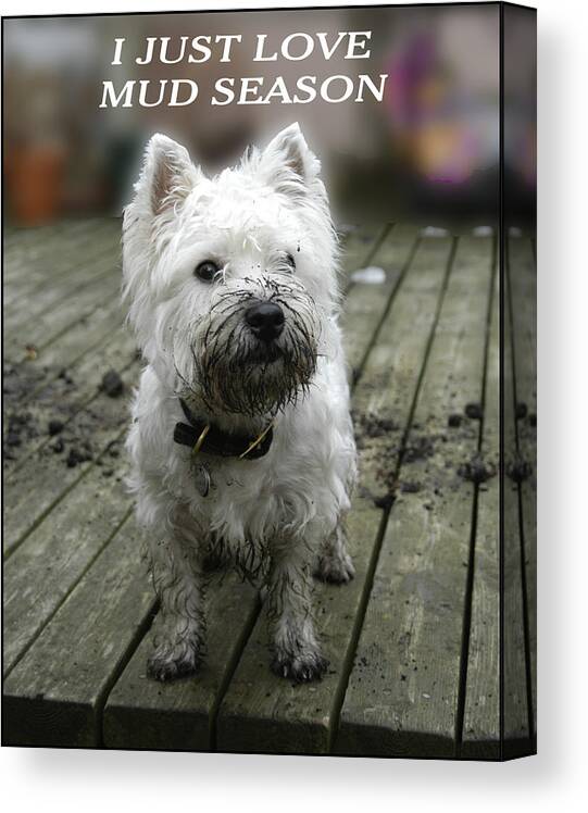 Muddy Dog Canvas Print featuring the photograph Mud Season by Geraldine Alexander