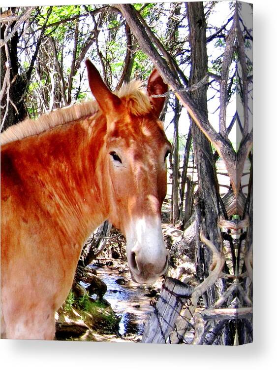 Mule Canvas Print featuring the photograph Muley by Marilyn Diaz