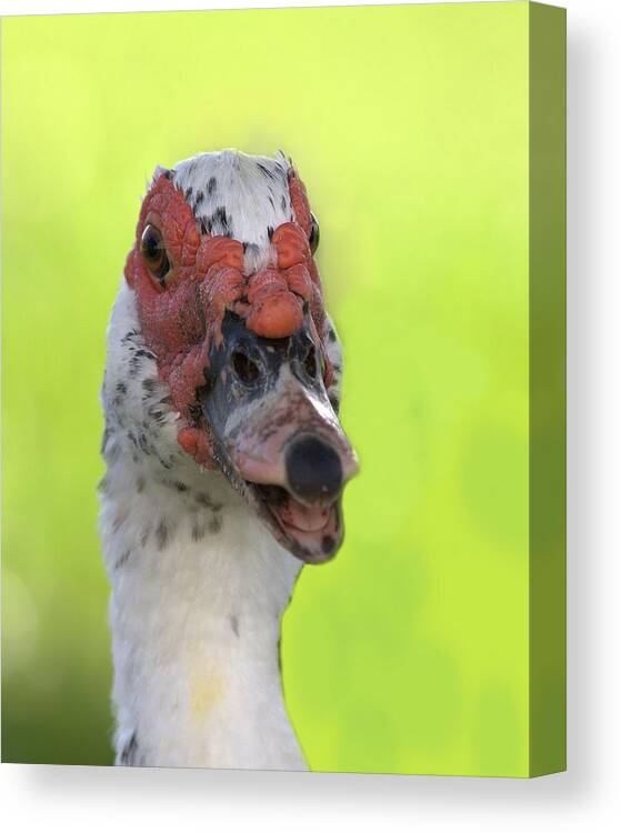 Duck Canvas Print featuring the photograph Muscovy Duck by Rudy Umans