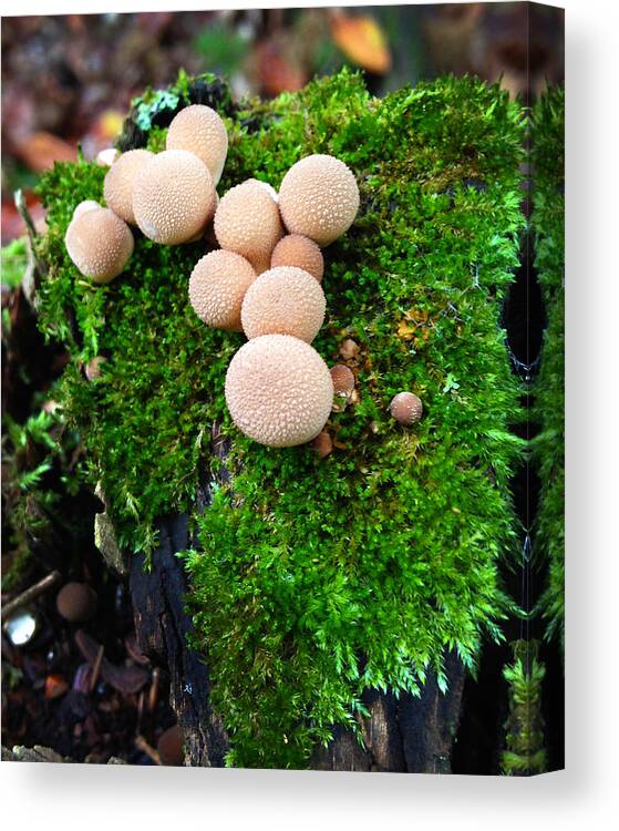Mushrooms Canvas Print featuring the photograph Mushrooms9 by Jeff Klingler
