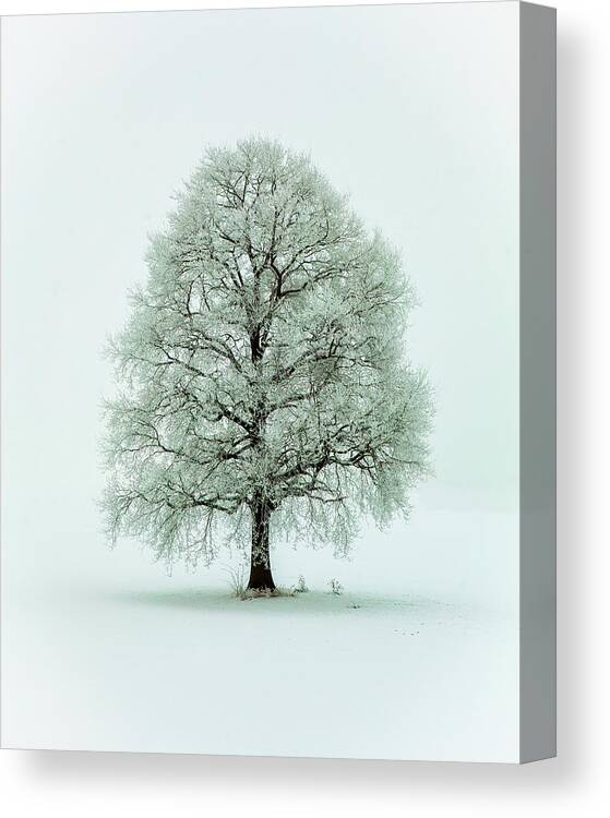 Tree Canvas Print featuring the photograph Nimloth by Heinz Hieke