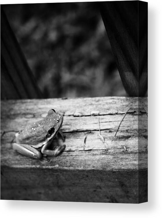 Green Tree Frog Canvas Print featuring the photograph On The Fence by Ben Shields