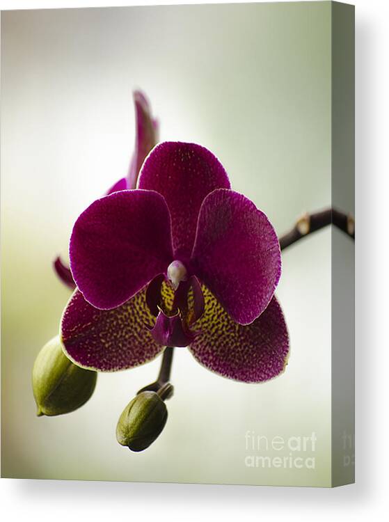 Beauty Canvas Print featuring the photograph Orchid by Linsey Williams