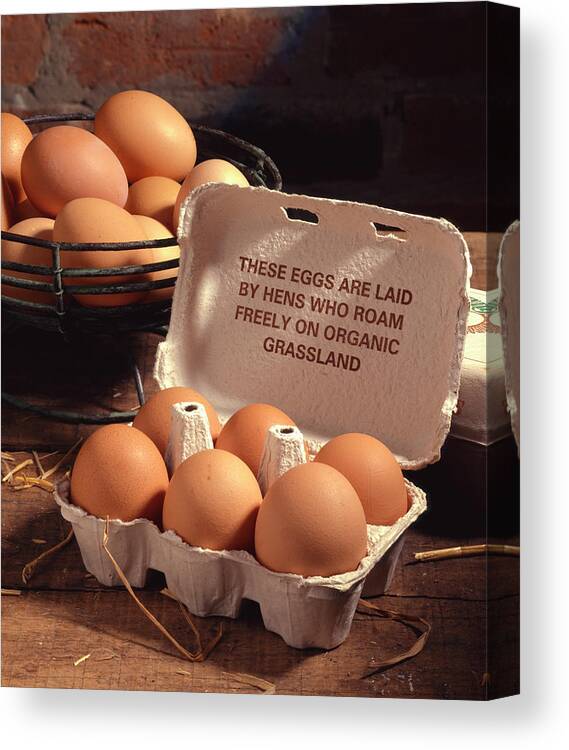 Egg Canvas Print featuring the photograph Organic Eggs by Sheila Terry/science Photo Library
