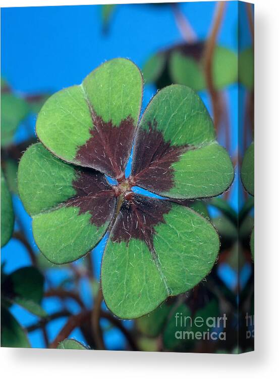 Oxalis Deppei Canvas Print featuring the photograph Oxalis by Hans Reinhard