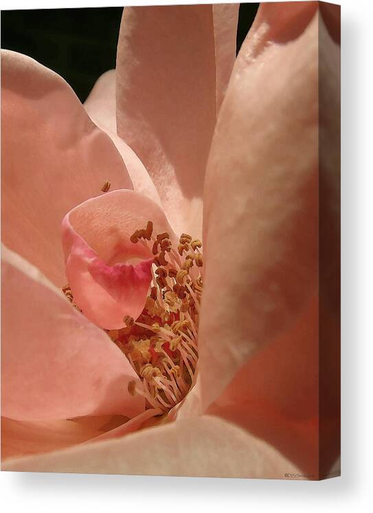 Floral Canvas Print featuring the photograph Pale Rose Canyon by Deborah Smith