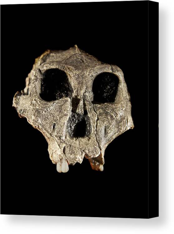 African Canvas Print featuring the photograph Paranthropus Robustus Skull by Sinclair Stammers/science Photo Library
