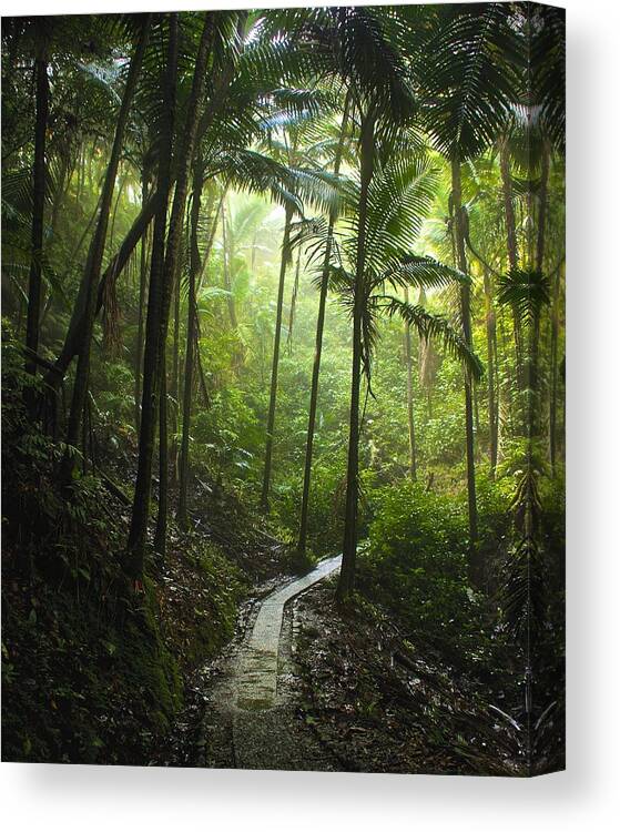 Rainforest Canvas Print featuring the photograph Pathways by Kathi Isserman