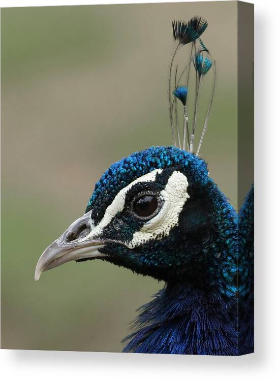 Peacock Profile Canvas Print featuring the photograph Peacock Profile by Ernest Echols