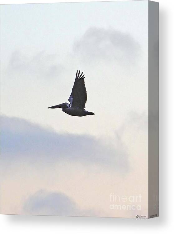 Pelican Canvas Print featuring the photograph Pelican Fly By by Lizi Beard-Ward