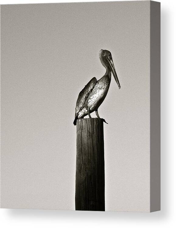 Pelican Canvas Print featuring the photograph Pelican Piling by Kim Pippinger