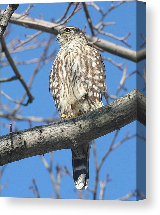 Wildlife Canvas Print featuring the photograph Perched Merlin by William Selander