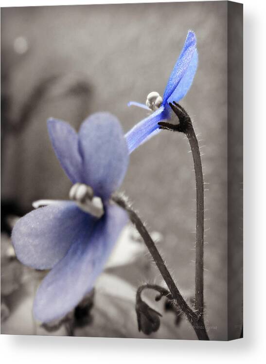 Periwinkle Petals Canvas Print featuring the photograph Periwinkle Petals by Dark Whimsy